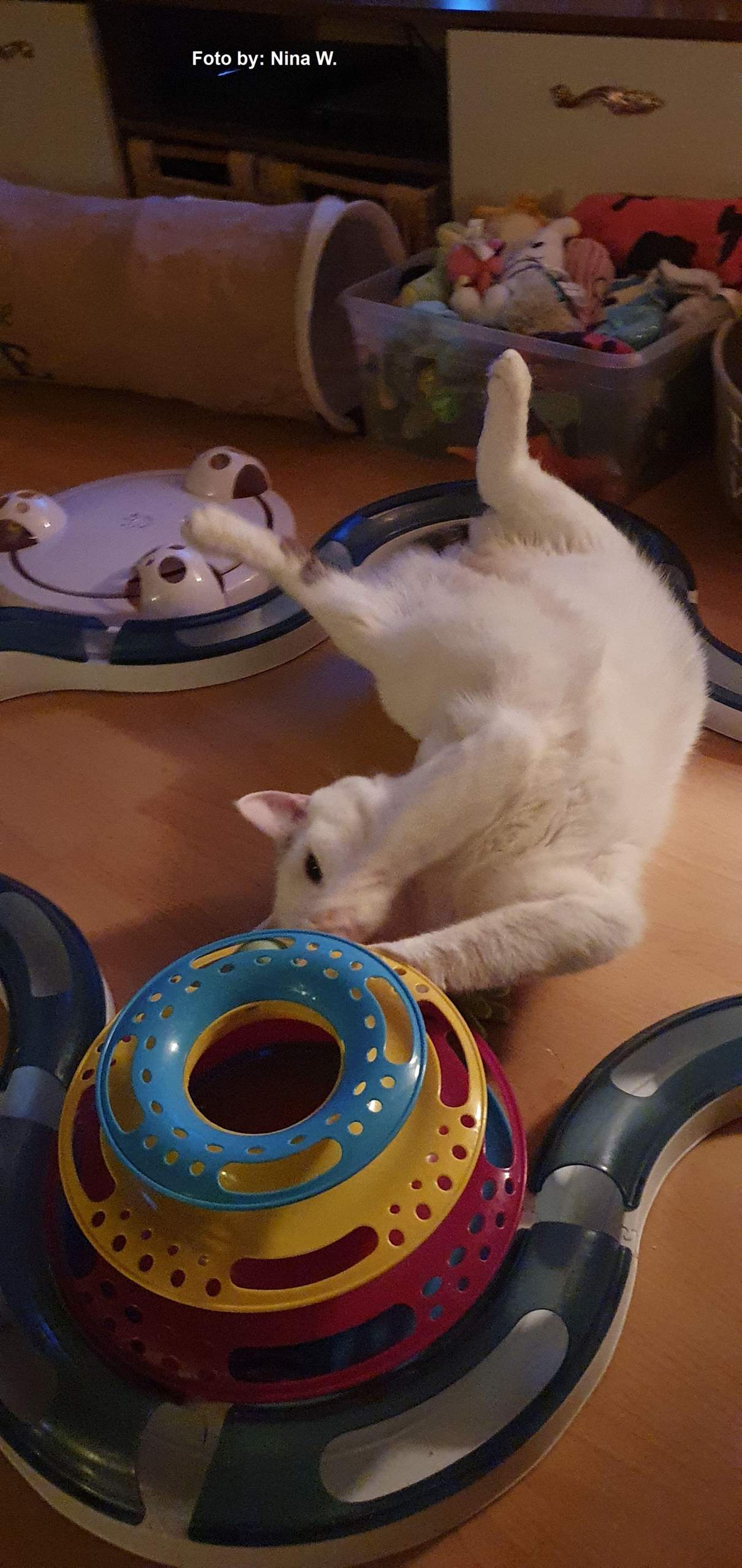 Katze Miaut Und Rennt Durch Die Wohnung