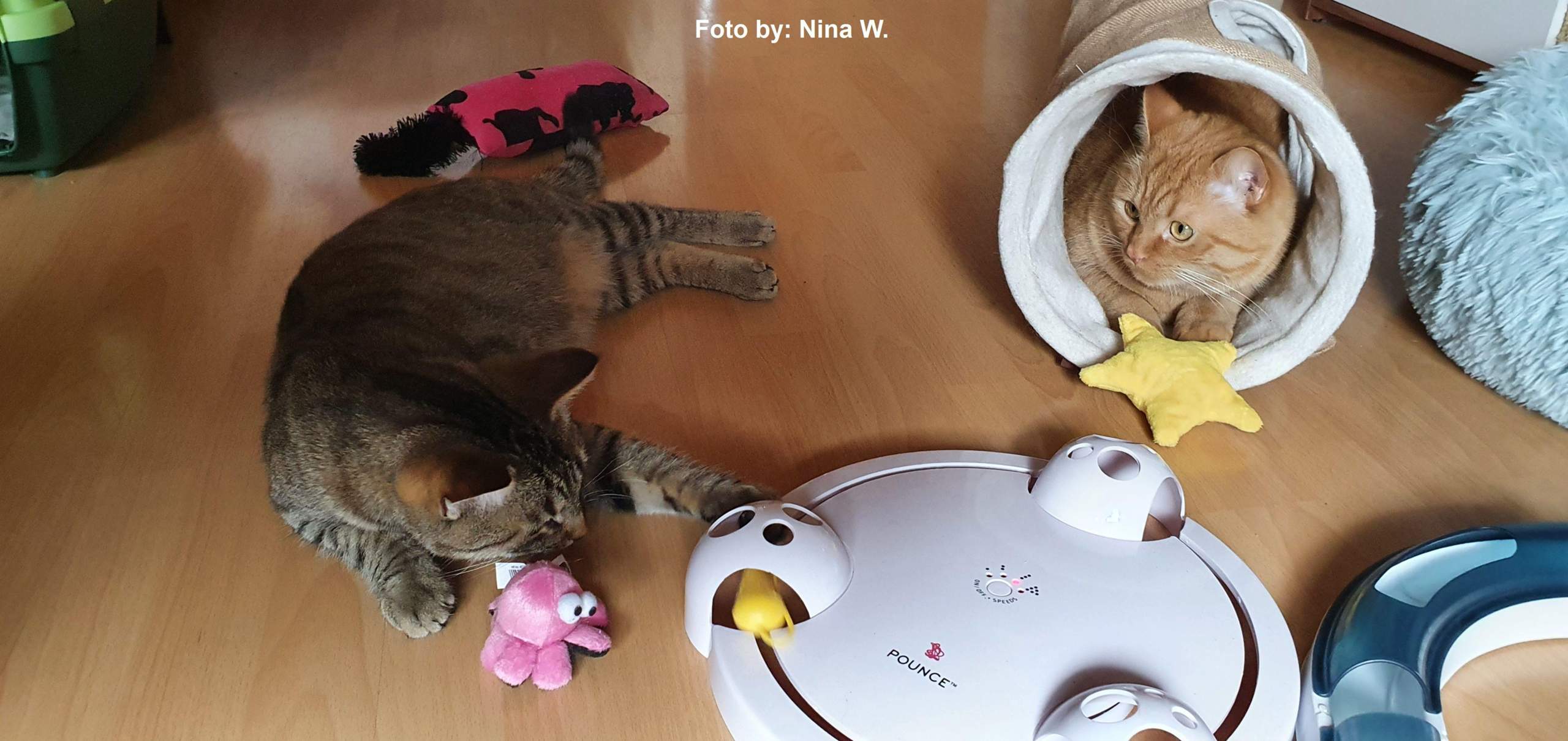 Katze Miaut Und Rennt Durch Die Wohnung