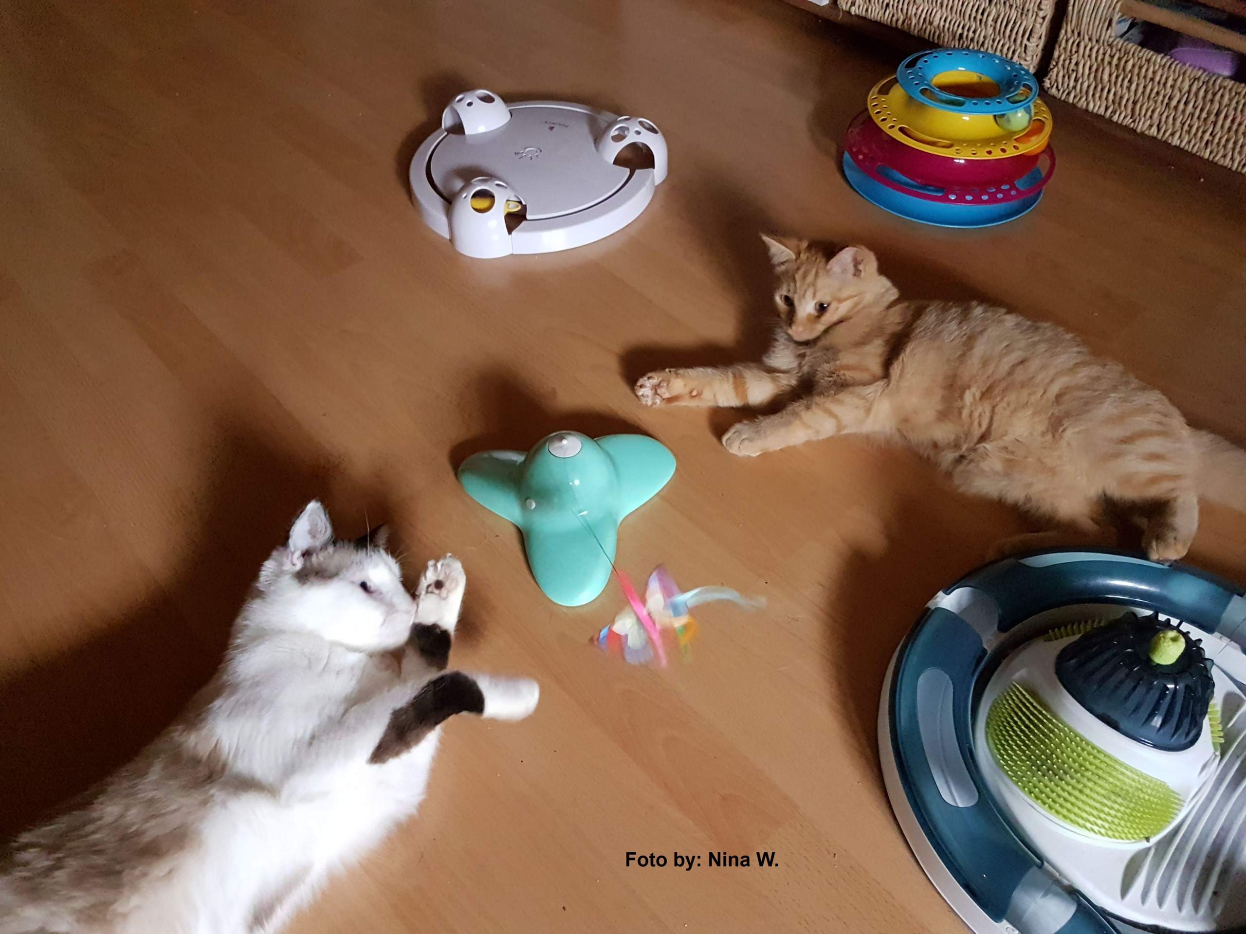 Wie Bringe Ich Meine Katze Zum Kuscheln