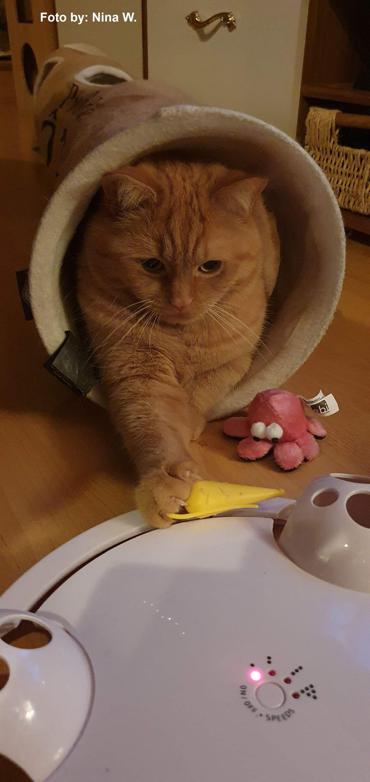 Wie Bringe Ich Meine Katze Zum Kuscheln