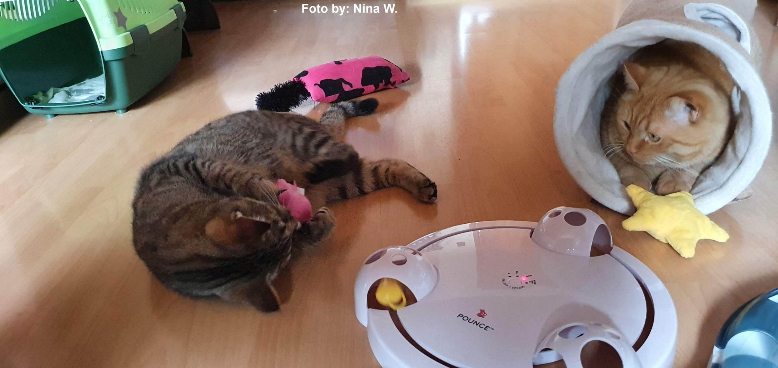 Wie Bringe Ich Meine Katze Zum Kuscheln