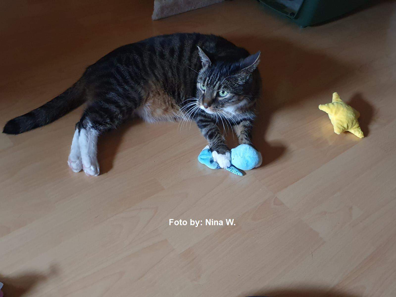 Wie Bringe Ich Meine Katze Zum Kuscheln