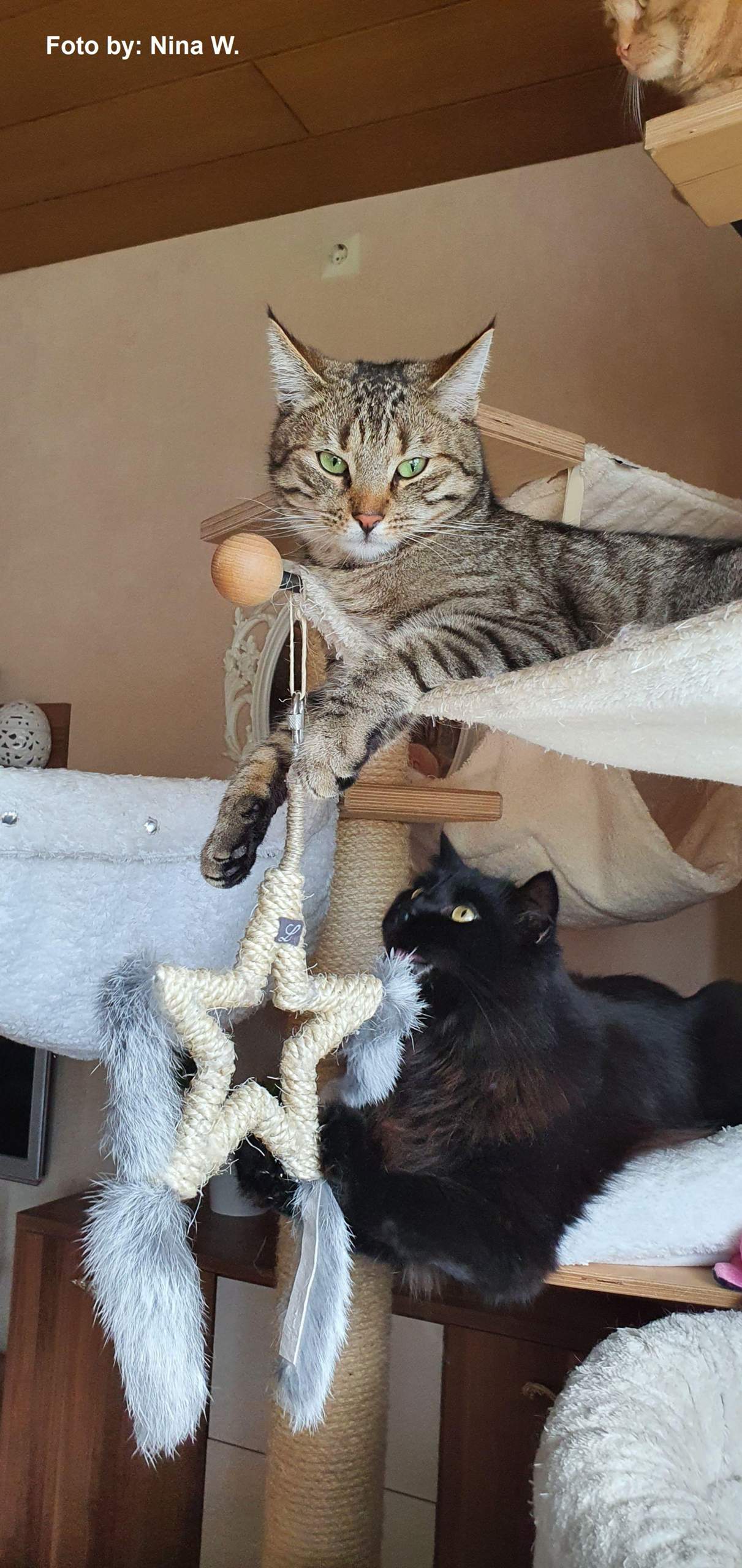 Wie Bringe Ich Meine Katze Zum Kuscheln