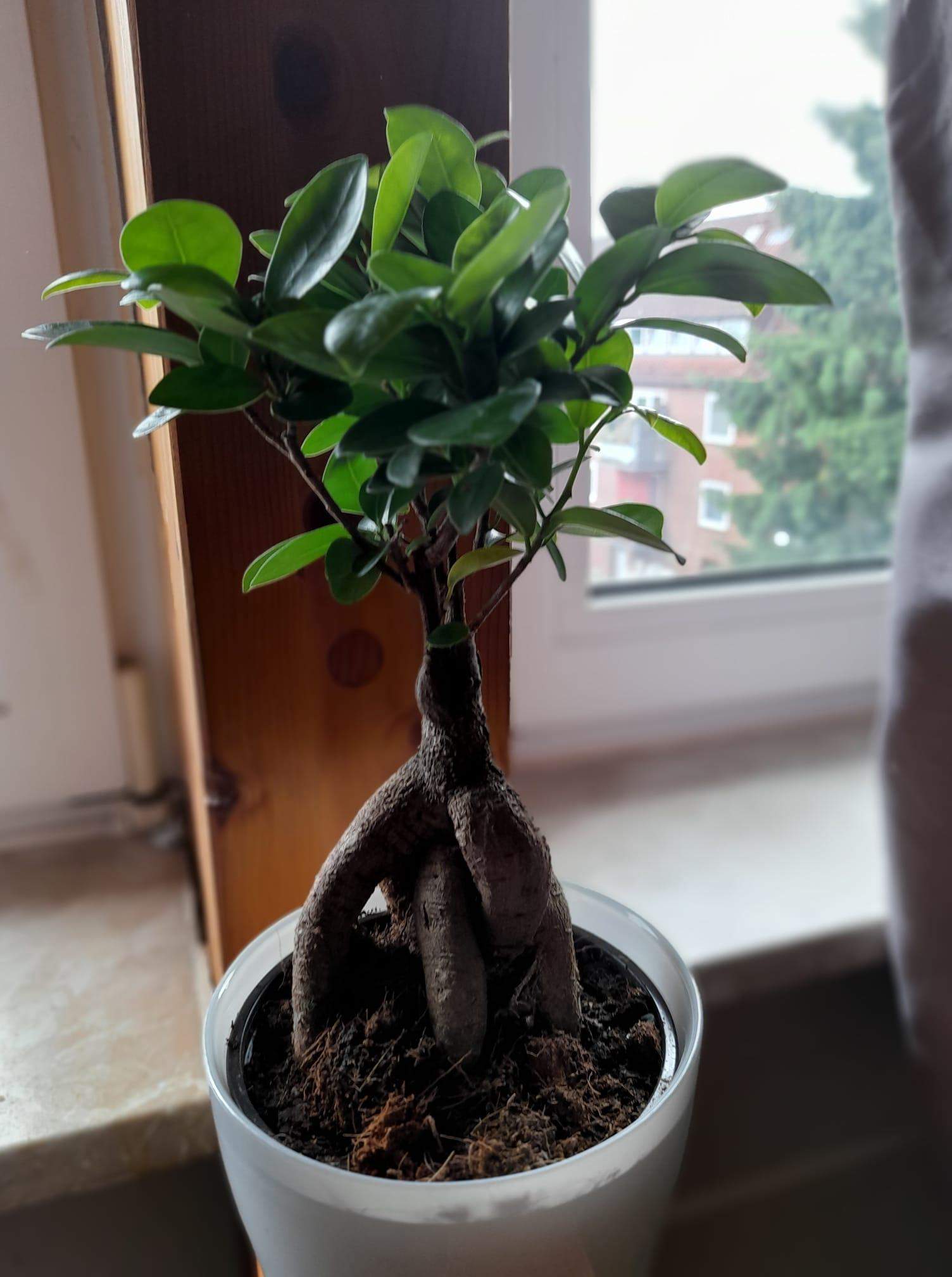 Ficus Blätter Werden Gelb Und Fallen Ab Ficus Ginseng Blätter werden gelb grün fleckig und fallen ab? (Pflanzen