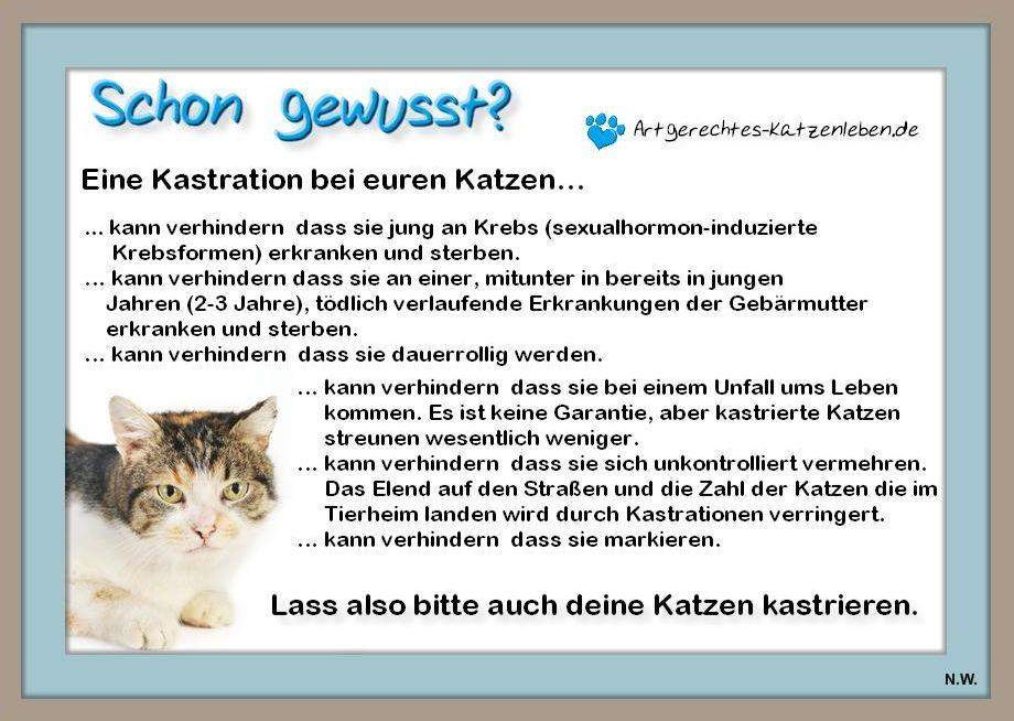 Kastrieren lassen die beide Katzen? (Tiere, Katze, artgerechte haltung)