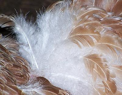 Federlinge Federlinge