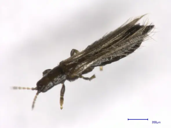 Schwarze Mini Insekten in Küche 🤮? (Tiere, Haushalt, fliegen)