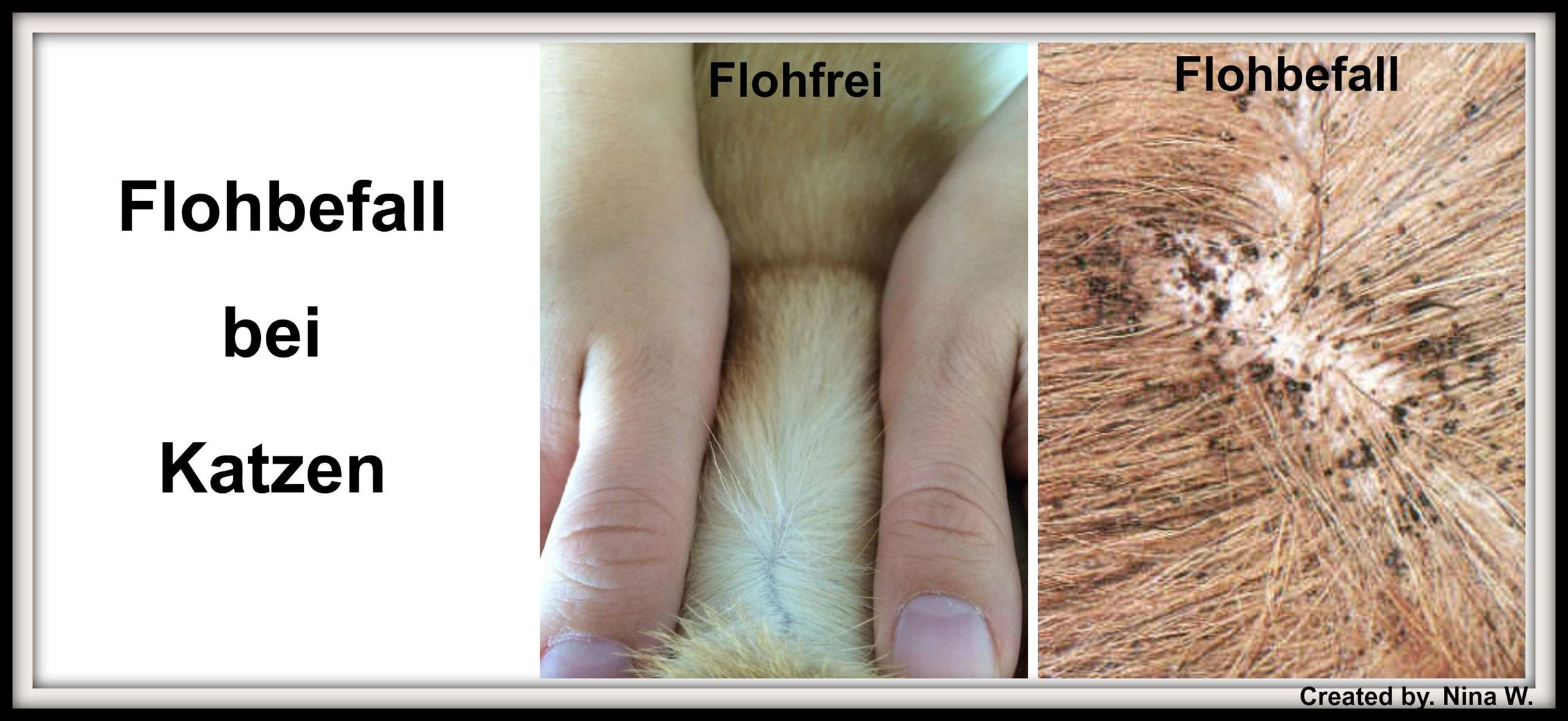 Flöhe bei Katzen entdecken/bekämpfen? (Tiere, Katze, Kater)