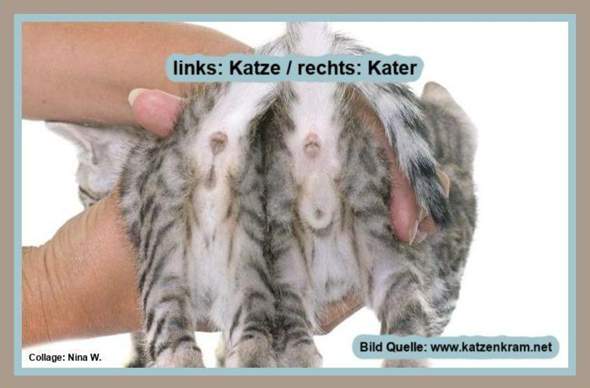  - (Katze, Kater, Kitten)
