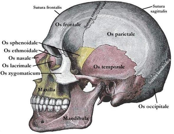 schädel - (Medizin, Anatomie)