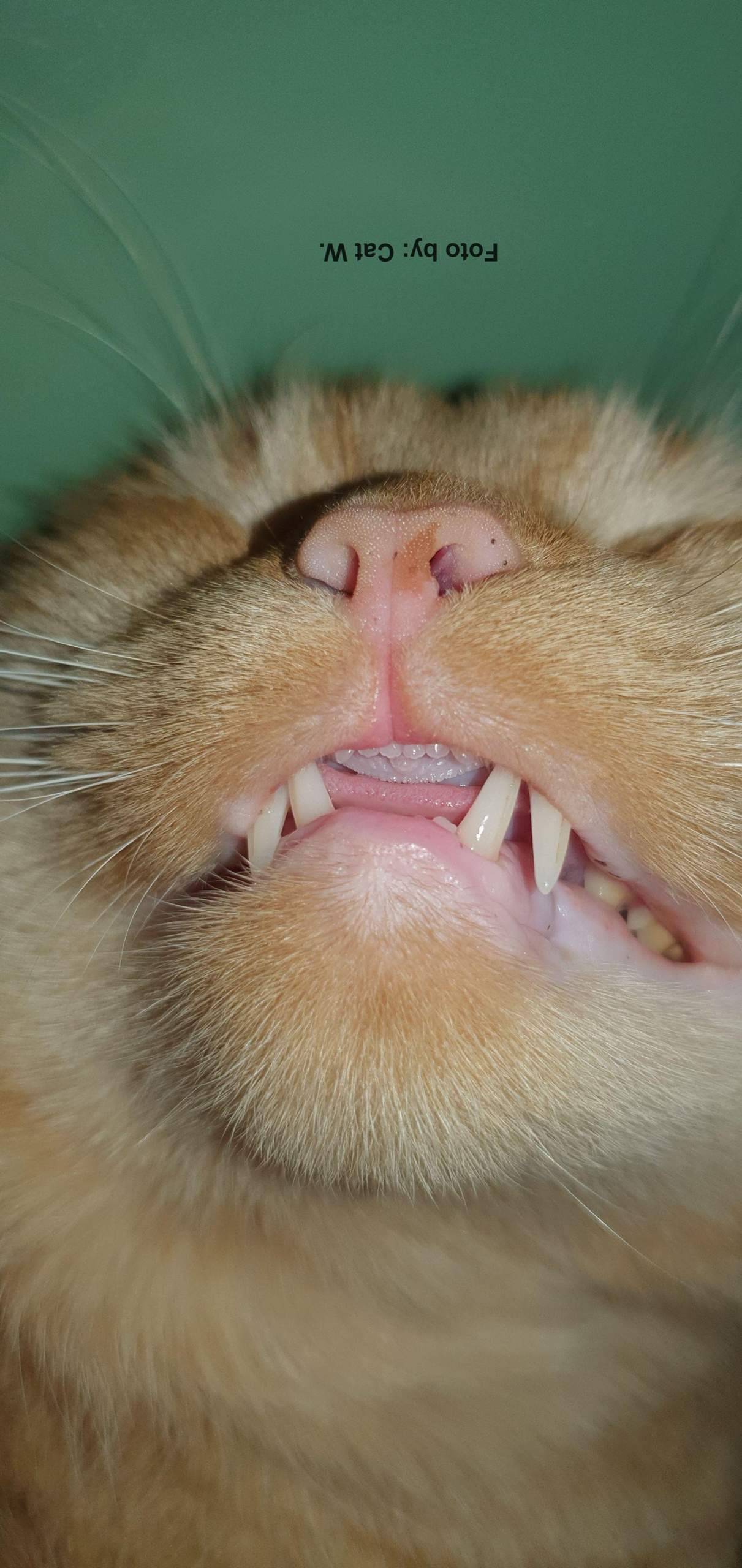Meine 4 Monate alte Katze hat ihren zahn verloren? (Gesundheit und Medizin, Kater, Katzenjunges)