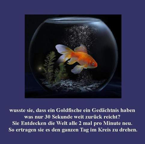  - (Fische, Goldfische)