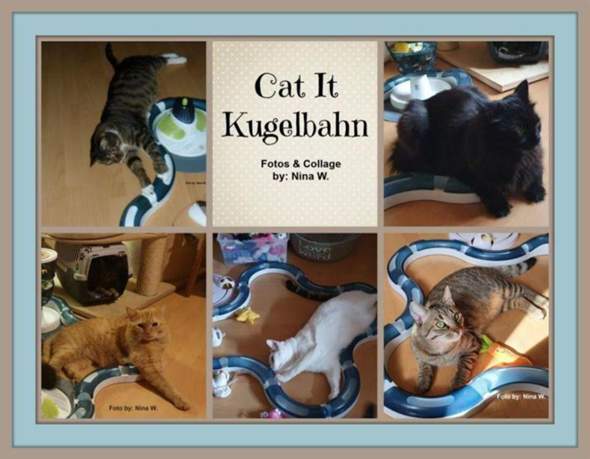  - (Tiere, Katze, Haushalt)