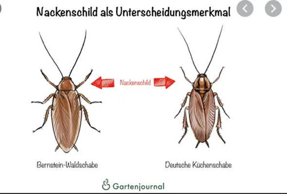 - (Insekten, Kakerlaken)