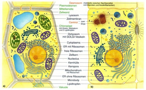 wie lauten die Unterschiede der Pflanzlichen und der  wie lauten die Unterschiede der Pflanzlichen und der