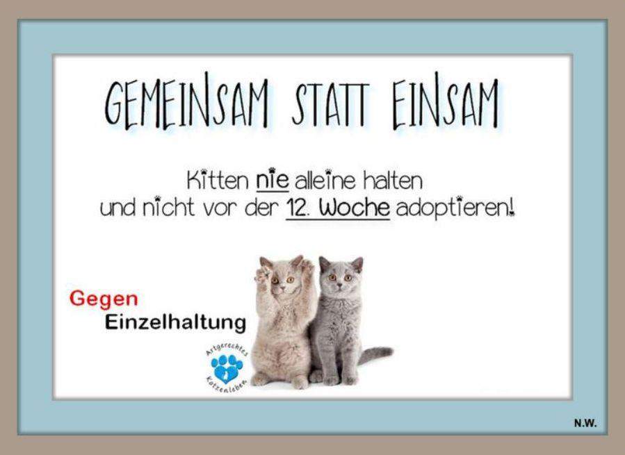 Katze mit Kitten zusammenführen? (Tiere, Tiermedizin, artgerechte Haltung)