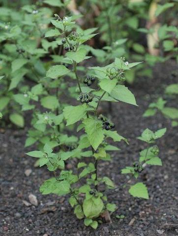 Schwarzer Nachtschatten - (Pflanzen, Garten)