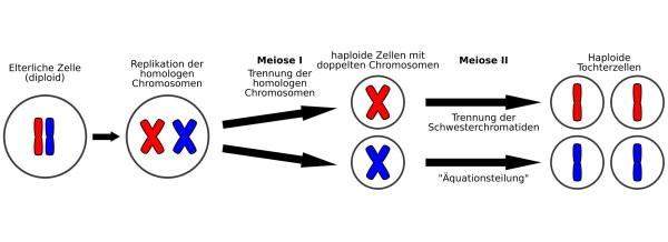 Was Ist Ein Diploider Chromosomensatz Was bedeutet haploide Zellen mit doppelten Chromosomen? (Schule