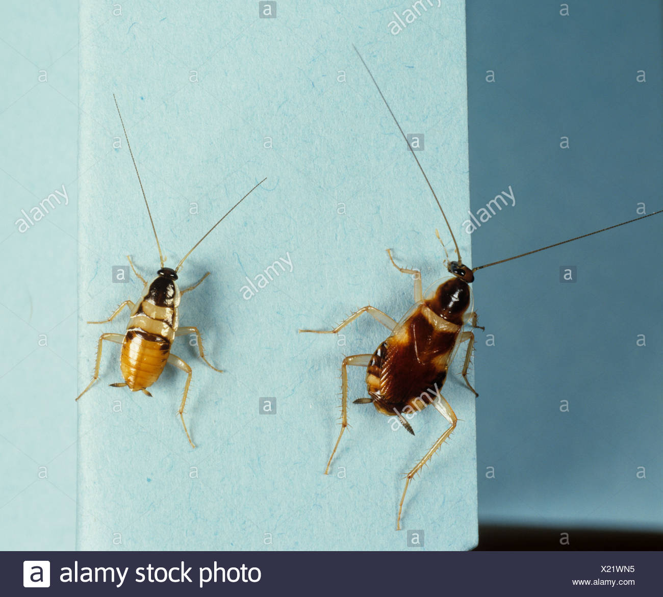 Was ist das für eine Schabe? (Insekten, Schädlinge, Schaben)