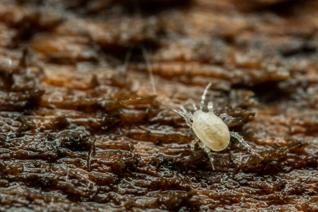 Kleine Krabbeltiere in der Blumenerde von meiner Zimmerpflanze? (Zimmerpflanzen)