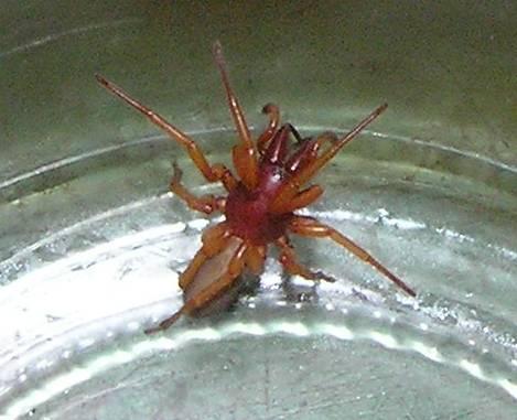 Ammen-Dornfinger-Spinne - (Spinnen, rot, giftig)