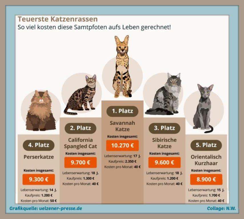Wo kann ich Katzen kaufen? (Tiere, Katze, Tiermedizin) Wo kann ich Katzen kaufen? (Tiere, Katze, Tiermedizin)