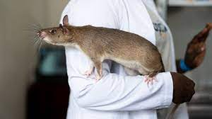 - (Tiere, Ratten)