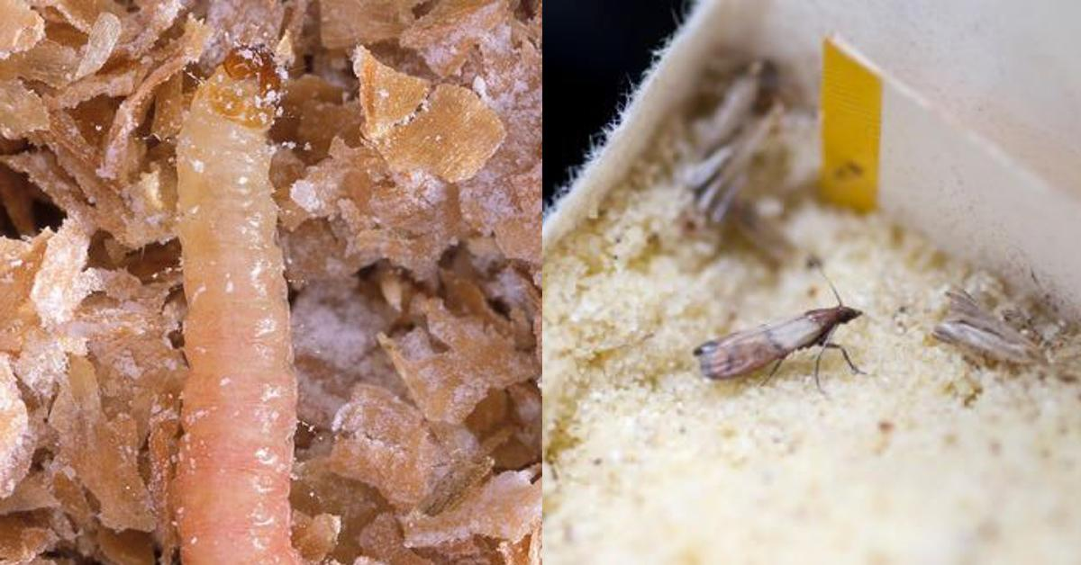 Was hilft gegen Maden? (Tiere, Insekten, Ungeziefer)