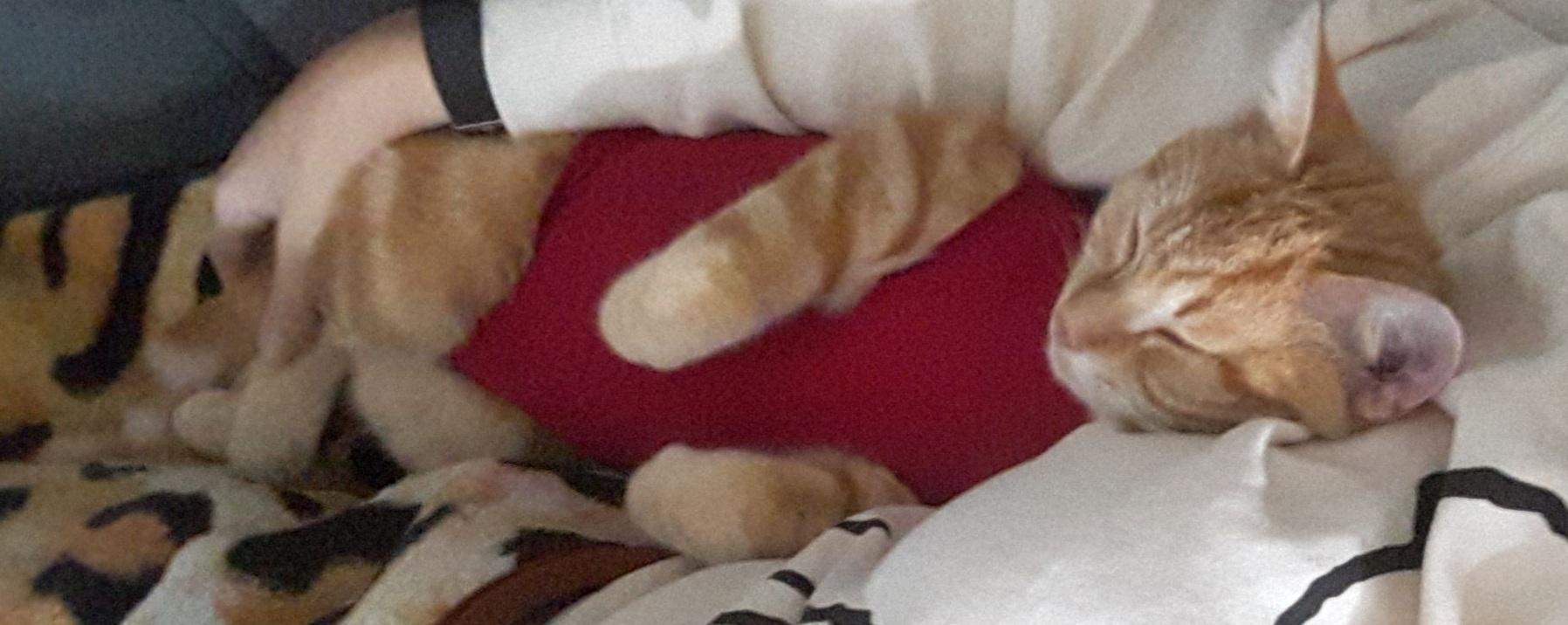Habt ihr Erfahrungen mit Pflaster nach OP bei einer Katze? (Gesundheit und Medizin)