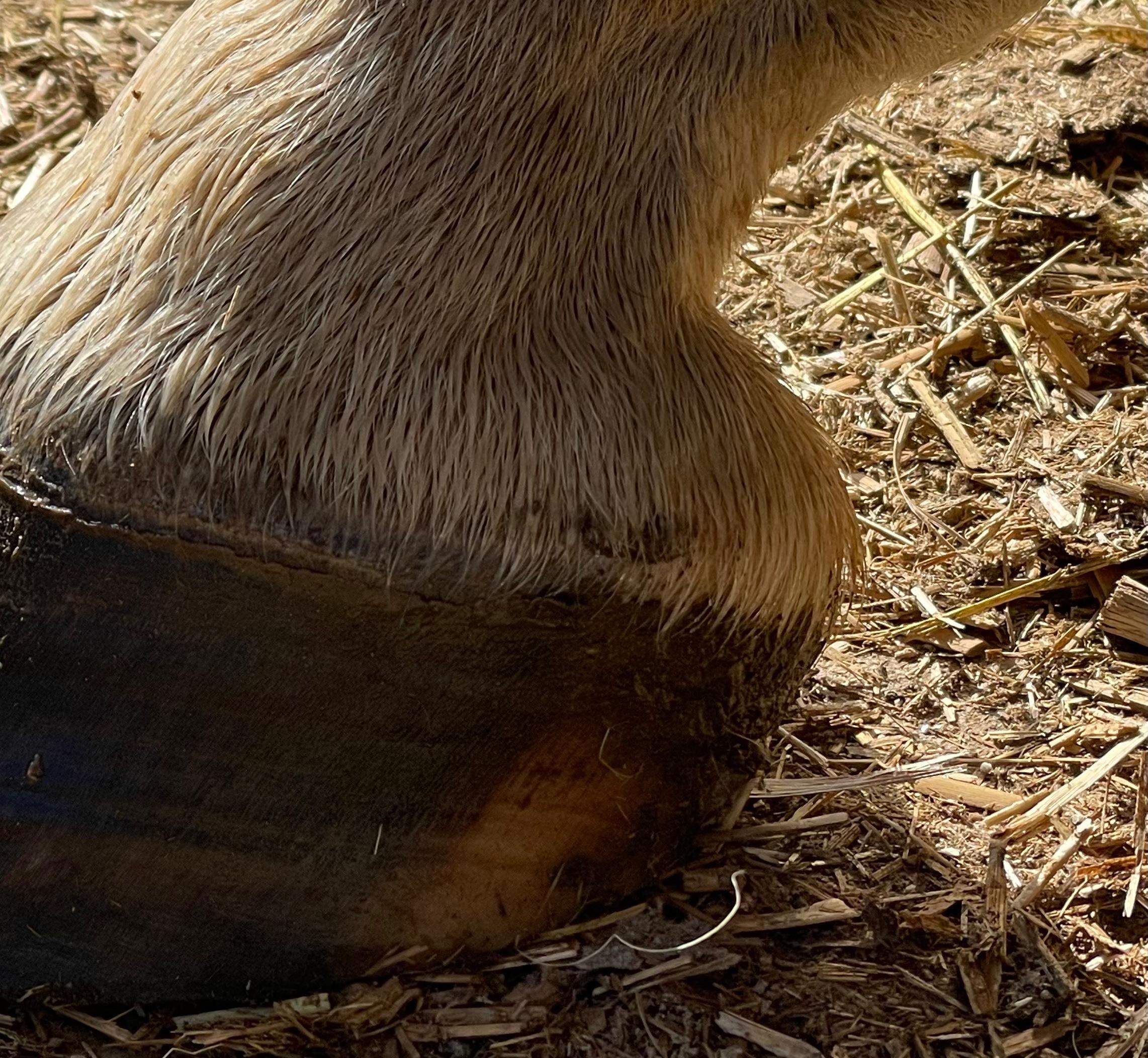 Pferdehuf wird seitlich weiß bzw. heller? (Gesundheit und Medizin ...