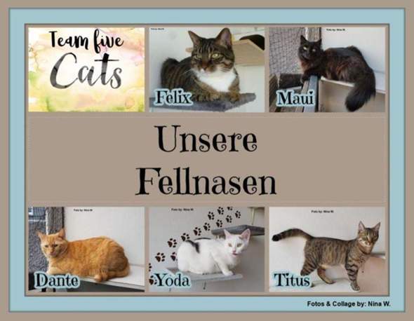 - (Tiere, Katze, Katzen)