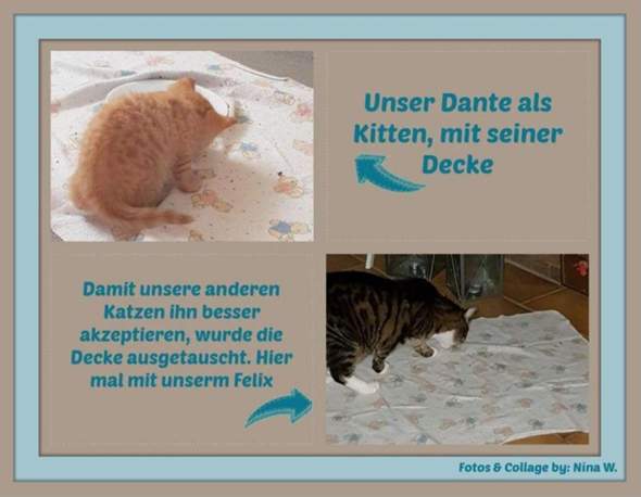 - (Tiere, Katze, Katzen)