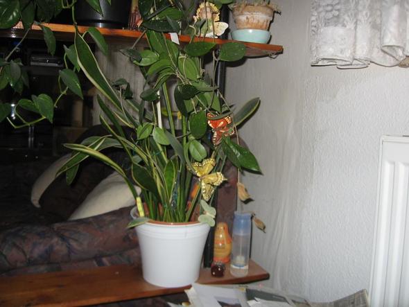Sansevieria - (Pflanzen, Bad, Zimmerpflanzen)