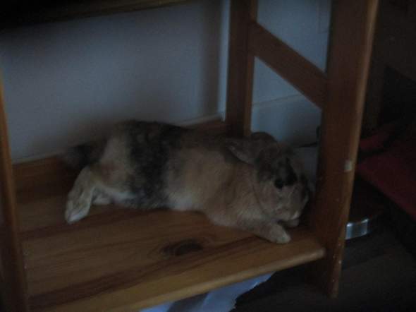 Wieso legt sich ein Kaninchen von mir auf die Seite? (Tiere)