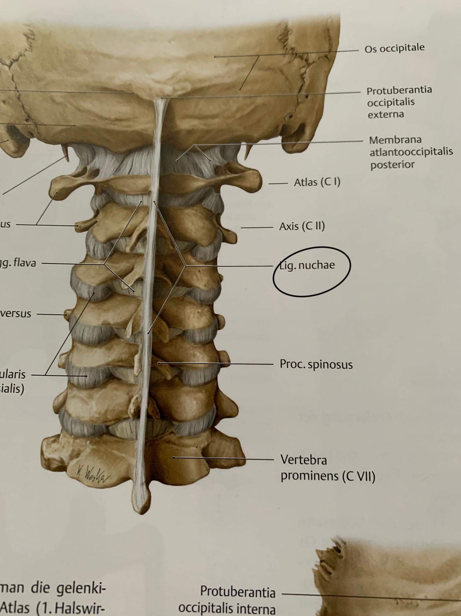 Ligamentum nuchae? (Medizin, Anatomie)