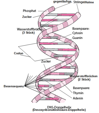 Wie zeichnet und beschriftet man eine DNA? (Schule, Chemie, Biologie)