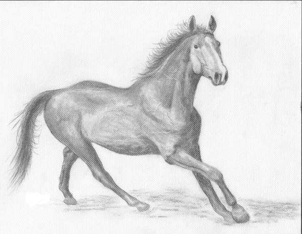  - (Bilder, Pferd, zeichnen)