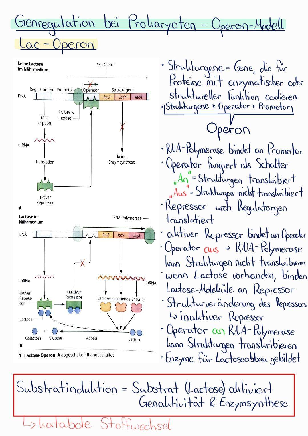 Operon-Modell Einfach Erklärt | PCR einfach erklärt – WAEXX