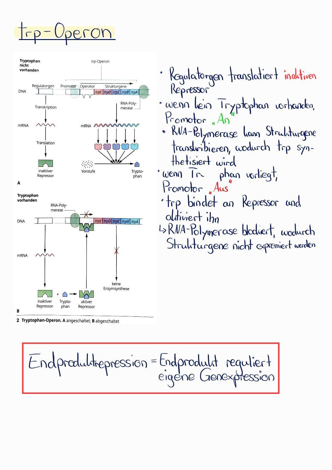 Operon-Modell Einfach Erklärt | PCR einfach erklärt – WAEXX