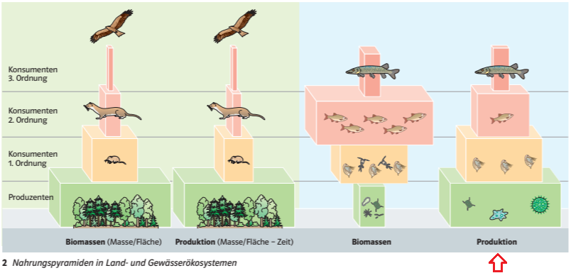 Trophieebene Biomasse aquatische Ökosyteme? (Schule, Biologie, Ökologie)