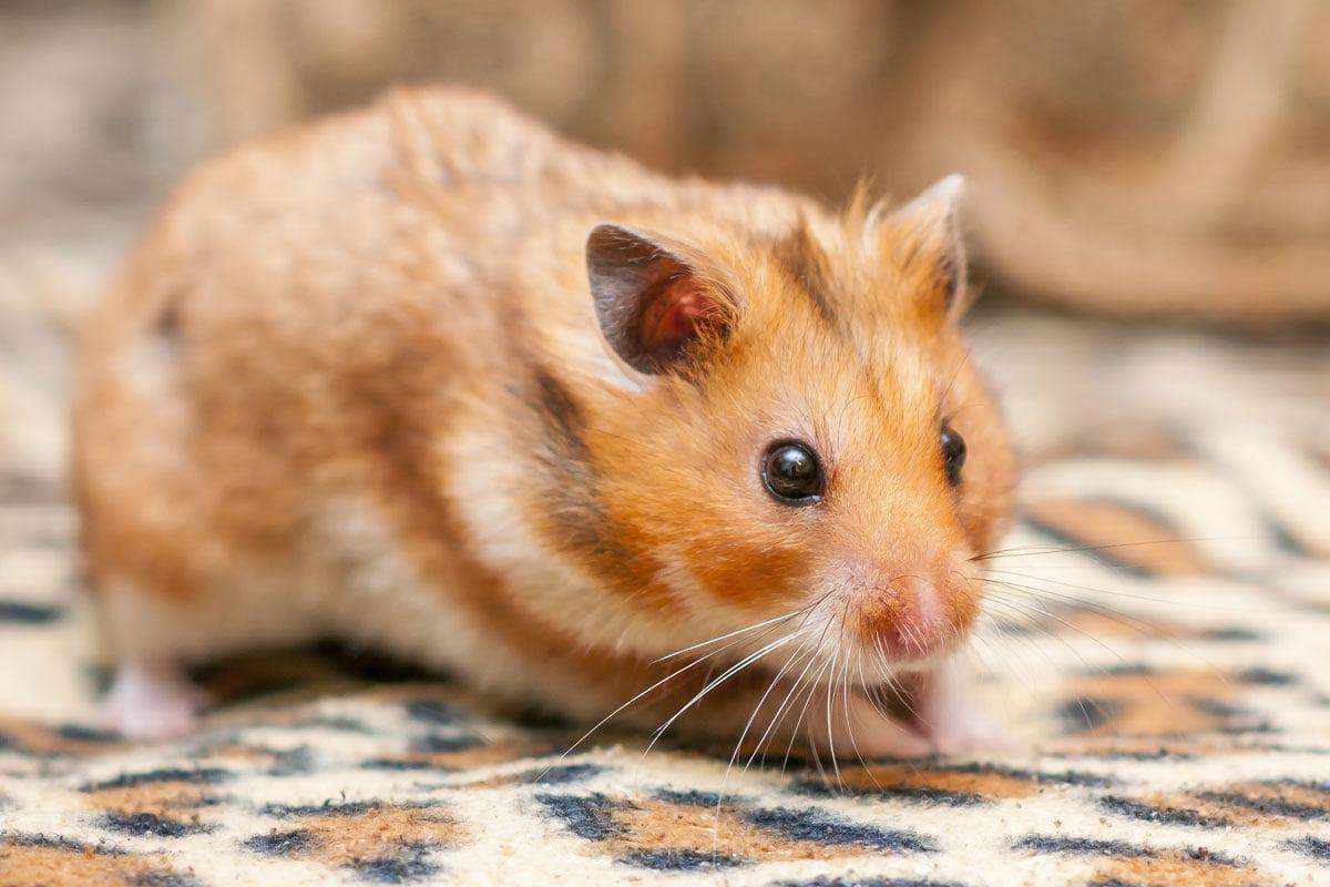 Goldhamster tot? (Hamster)