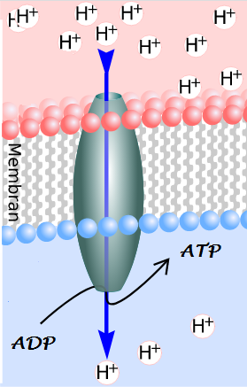 Primärreaktion Bio einfach erklärt? (Schule, Biologie, Oberstufe)