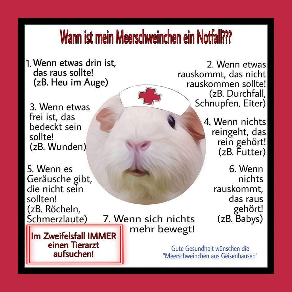 Meerschweinchen frisst plötzlich nicht mehr? (Tiere, Haustiere)