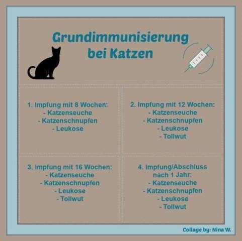  - (Katze, Impfung, Tiermedizin)