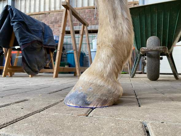- (Pferd, Reiten, Tierarzt)