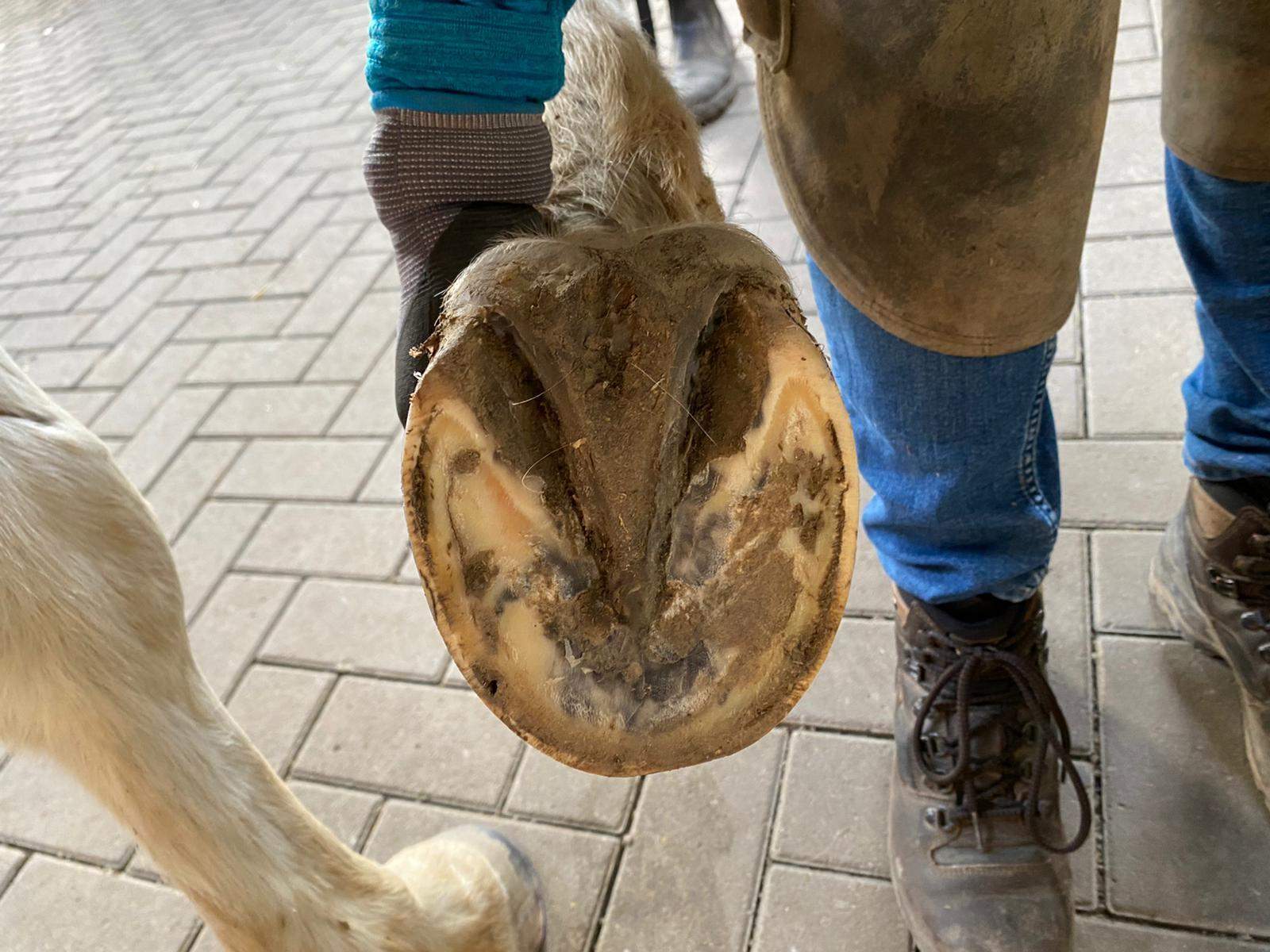 Sieht der Huf so normal aus? (Pferd, Reiten, Tierarzt)
