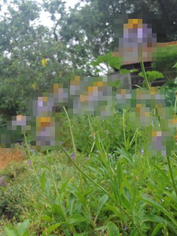 Bildhintergrund Verpixeln Internet Programm Foto