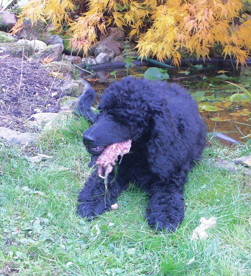 Hund hat Ente gefressen, was nun? (Tiere, fressen)