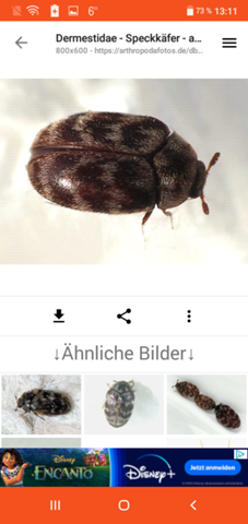 Bild zum Beitrag