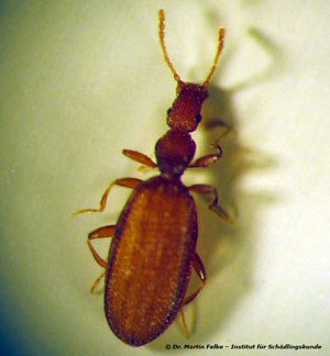- (Tiere, Insekten, Schädlinge)
